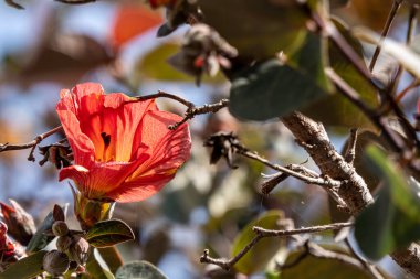 Thepesia Populnea 'nın kırmızı ve sarı çiçekleri veya Portia veya Pacific Rosewood veya Hint lale ağacı yakın plan