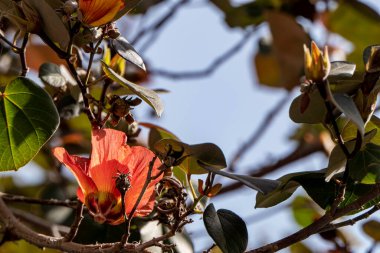 Thepesia Populnea 'nın kırmızı ve sarı çiçekleri veya Portia veya Pacific Rosewood veya Hint lale ağacı yakın plan