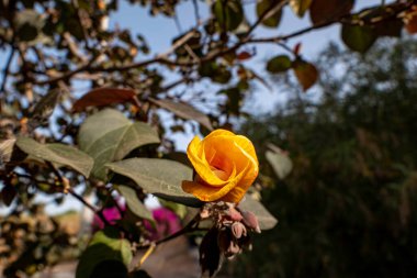 Thepesia Populnea 'nın kırmızı ve sarı çiçekleri veya Portia veya Pacific Rosewood veya Hint lale ağacı yakın plan