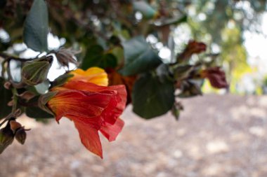 Thepesia Populnea 'nın kırmızı ve sarı çiçekleri veya Portia veya Pacific Rosewood veya Hint lale ağacı yakın plan