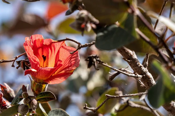 stock image Red and yellow flowers of thespesia populnea or portia or Pacific rosewood or Indian tulip tree closeup