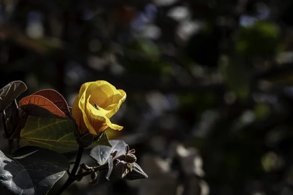 Красные Желтые Цветы Часовни Порции Тихоокеанского Розового Дерева Индийского Тюльпанового — стоковое фото