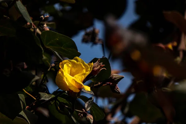 Rote Und Gelbe Blüten Der Thespesia Populnea Oder Portia Oder — Stockfoto
