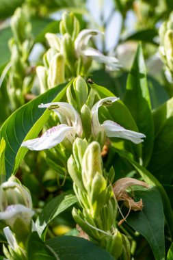Beyaz Malabar fındığı, Justicia adhatoda, dulsa, vasa ya da Vasaka ağacı.
