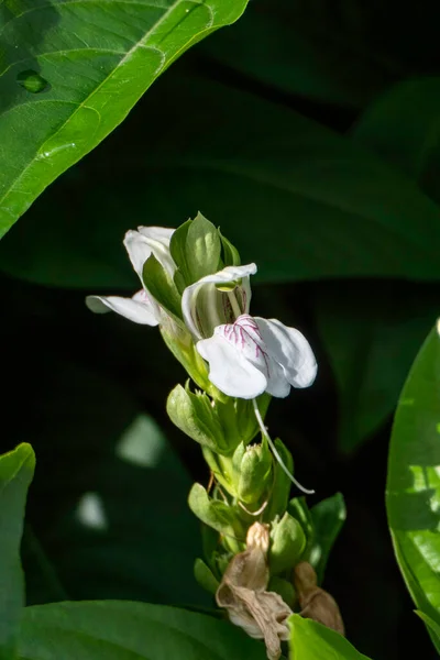 Białe Kwiaty Orzecha Malabarskiego Lub Justicia Adhatoda Lub Adulsa Lub — Zdjęcie stockowe