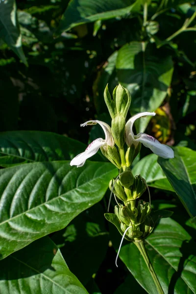 Białe Kwiaty Orzecha Malabarskiego Lub Justicia Adhatoda Lub Adulsa Lub — Zdjęcie stockowe