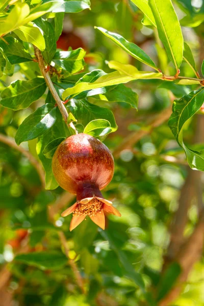 Unripe Pomegranate Fruit Foliage Close Israel — Stock Photo, Image