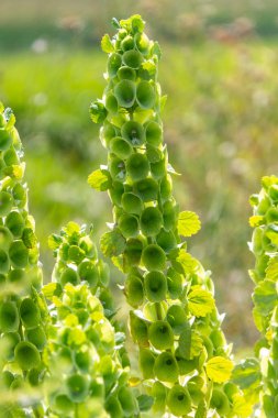 Moluccella laevis veya İrlanda Bells of Ireland veya Molucca balmis veya kabuk çiçeği veya kabuk çiçeği. Güneş ışığında çiçek açan bir bitki. seçici odak