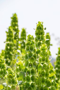 Moluccella laevis or Bells of Ireland or Molucca balmis or shellflower or shell flower. Flowering plant in sunlight. selective focus clipart