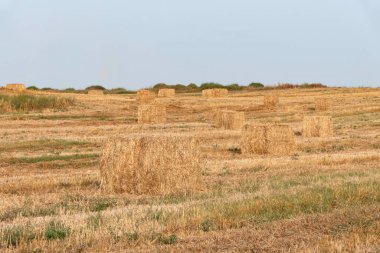 Tarımsal bir tarlada buğday topladıktan sonra saman paketledim. İsrail