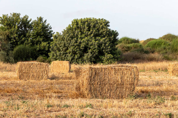 Упаковал солому после сбора пшеницы на сельскохозяйственном поле. Израиль