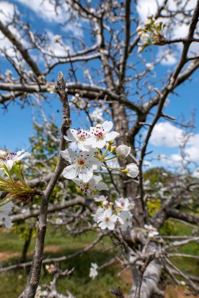 Blooming pear branch. Pear blossoms with small white flowers. Spring flowering of fruit trees. Blurred background.