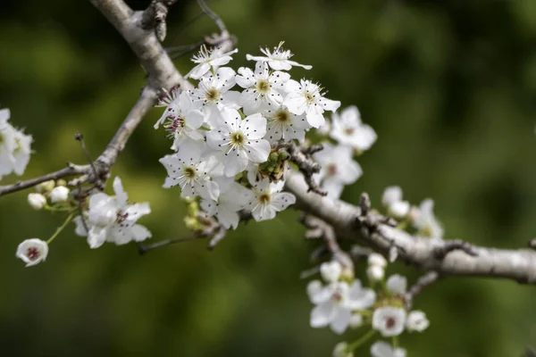 Blooming pear branch. Pear blossoms with small white flowers. Spring flowering of fruit trees. Blurred background.