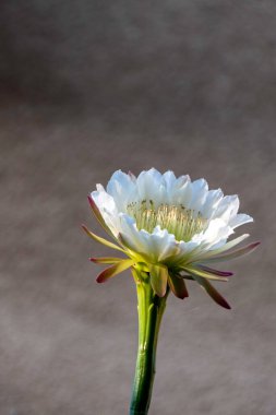 Peru elmalı kaktüsü ya da Hedge kaktüsü ya da Cereus hildmannianus tam çiçeklenme halinde. İsrail