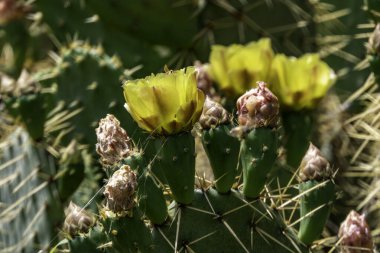 Parlak sarı Opuntia dikenli armut kaktüsü çiçekleri ve etraflarında arılar var.