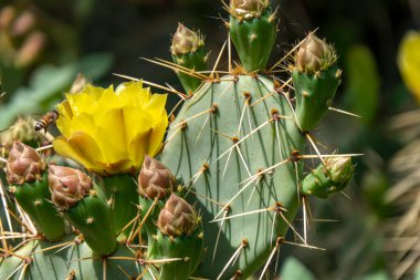 Parlak sarı Opuntia dikenli armut kaktüsü çiçekleri ve etraflarında arılar var.