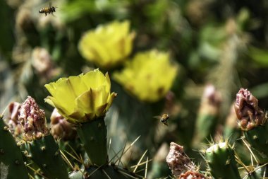 Parlak sarı Opuntia dikenli armut kaktüsü çiçekleri ve etraflarında arılar var.