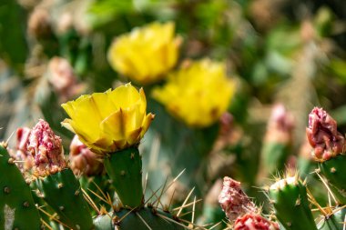 Armut kaktüsünün parlak sarı çiçekleri yeşil dikenli yaprakların arasında.