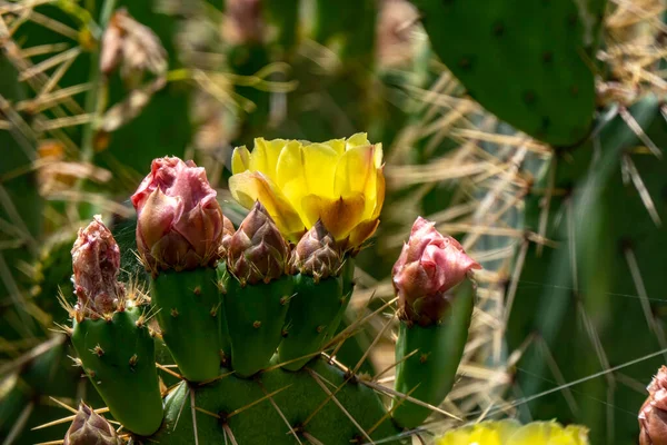 Stock image Bright yellow Opuntia prickly pear cactus flowers with bees around them closeup