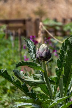 Olgun enginar meyveleri, bulanık yeşil bir arkaplanı kaplar.