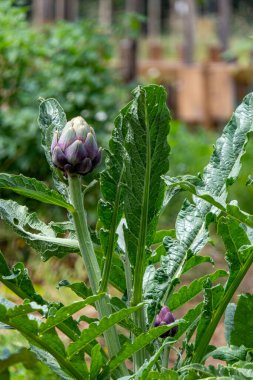 Olgun enginar meyveleri, bulanık yeşil bir arkaplanı kaplar.