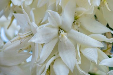 Yucca Rostrata ya da Gagalı Yucca bitkisinin narin beyaz çiçekleri. Seçici odak