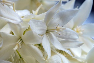 Yucca Rostrata ya da Gagalı Yucca bitkisinin narin beyaz çiçekleri. Seçici odak