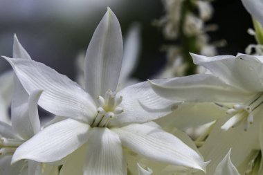 Yucca Rostrata ya da Gagalı Yucca bitkisinin narin beyaz çiçekleri. Seçici odak