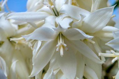 Yucca Rostrata ya da Gagalı Yucca bitkisinin narin beyaz çiçekleri. Seçici odak