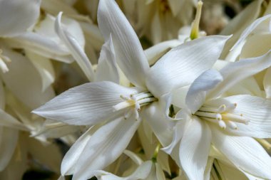 Yucca Rostrata ya da Gagalı Yucca bitkisinin narin beyaz çiçekleri. Seçici odak