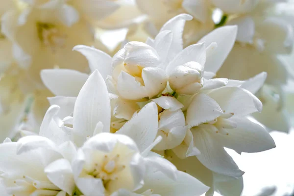 stock image Delicate white flowers of Yucca Rostrata or Beaked Yucca plant close up. Selective focus