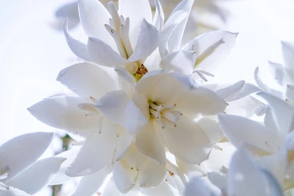 Delicadas Flores Blancas Yucca Rostrata Planta Yucca Con Pico Cerca — Foto de Stock