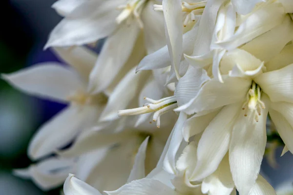 Delicadas Flores Blancas Yucca Rostrata Planta Yucca Con Pico Cerca — Foto de Stock