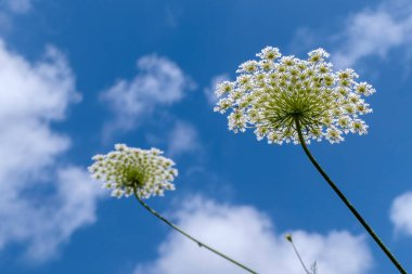 Yabani havuç, Daucus carota, Valconca ya da Emilia Romagna 'nın çiçekleri bulanık bir arkaplanda. seçici odak