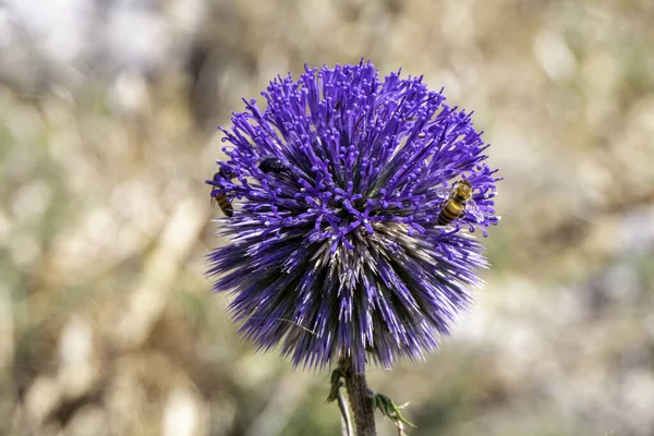 Violett Blomma Echinops Bannaticus Blå Glob Tistel Medlem Solrosen Familjen — Stockfoto