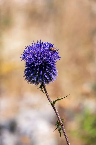 Фіолетова Квітка Ехінопів Банатик Блакитного Глобуса Будяк Член Сімейства Соняшників — стокове фото