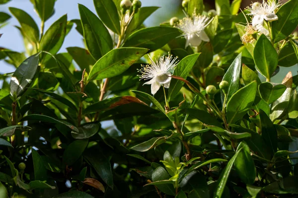 Narin Beyaz Mersin Çiçekleri Kapanıyor Seçici Odaklanma Myrtus Komüni — Stok fotoğraf