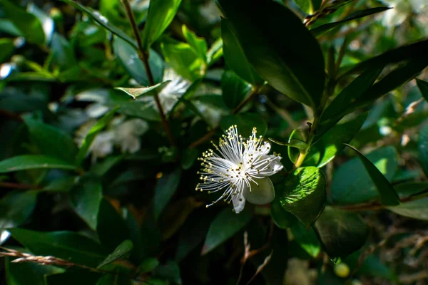 Narin Beyaz Mersin Çiçekleri Kapanıyor Seçici Odaklanma Myrtus Komüni — Stok fotoğraf