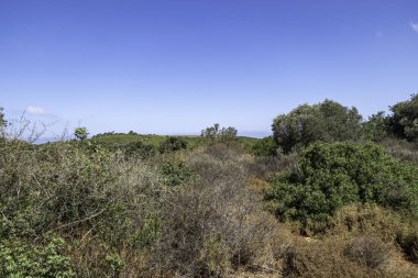Batı Celile Dağı, beyaz bulutlu mavi gökyüzüne karşı. Yaz sezonu. Kuru çimenler ve sonsuza dek yeşil ağaçlar. İsrail.