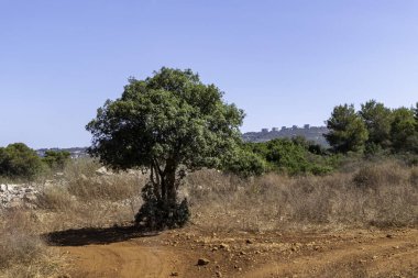 Batı Celile. Carmel Dağı Ulusal Parkı. Yaz sezonu. Forest Yolu. İsrail.