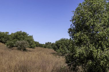Batı Celile Dağı, beyaz bulutlu mavi gökyüzüne karşı. Yaz sezonu. Kuru çimenler ve sonsuza dek yeşil ağaçlar. İsrail.