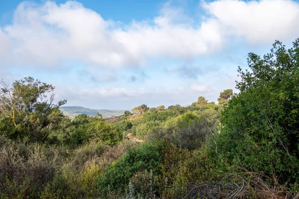 西ガリラヤ白い雲と青い空にカーメル山 夏のシーズン 乾燥した草と永遠に緑の木 イスラエル — ストック写真