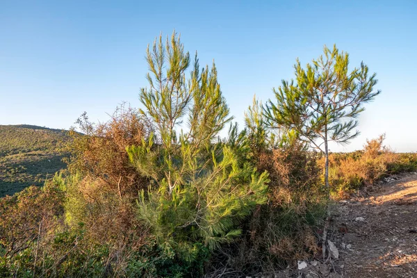 Västra Galiléen Nationalparksberget Carmel Sommarsäsong Skogsvägen Israel — Stockfoto