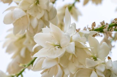 Yucca Rostrata 'nın narin beyaz çiçekleri ya da Gagalı Yucca bitkisi Gökyüzüne karşı Seçici Odaklanma