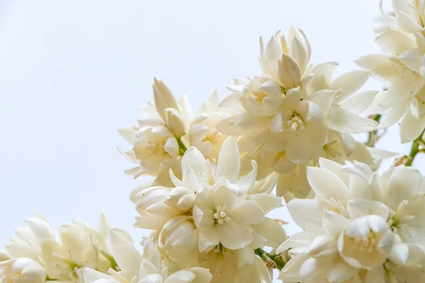 ユッカ ロレイヤーズやベイクドユッカの植物の繊細な白い花が空に近い選択的な焦点 ストック写真