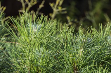 Çiğ tanecikli bir çam ağacının genç filizleri. Gün doğumunda Carmel Dağı 'nda. İsrail