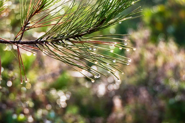 stock image Young shoots of a pine tree in dew close-up. Mount Carmel at sunrise. Israel