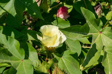 Yeşil yaprakların arasında zarif sarı pamuk çiçekleri. Seçici odaklanma. İsrail