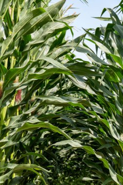 Çiçek açan mısır tarlası. Yeşil saplar, taze mısır koçanları. İsrail