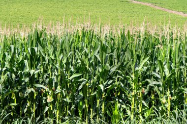 Çiçek açan mısır tarlası. Yeşil saplar, taze mısır koçanları. İsrail